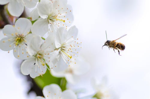 бесплатная Коричневая летающая пчела Стоковое фото