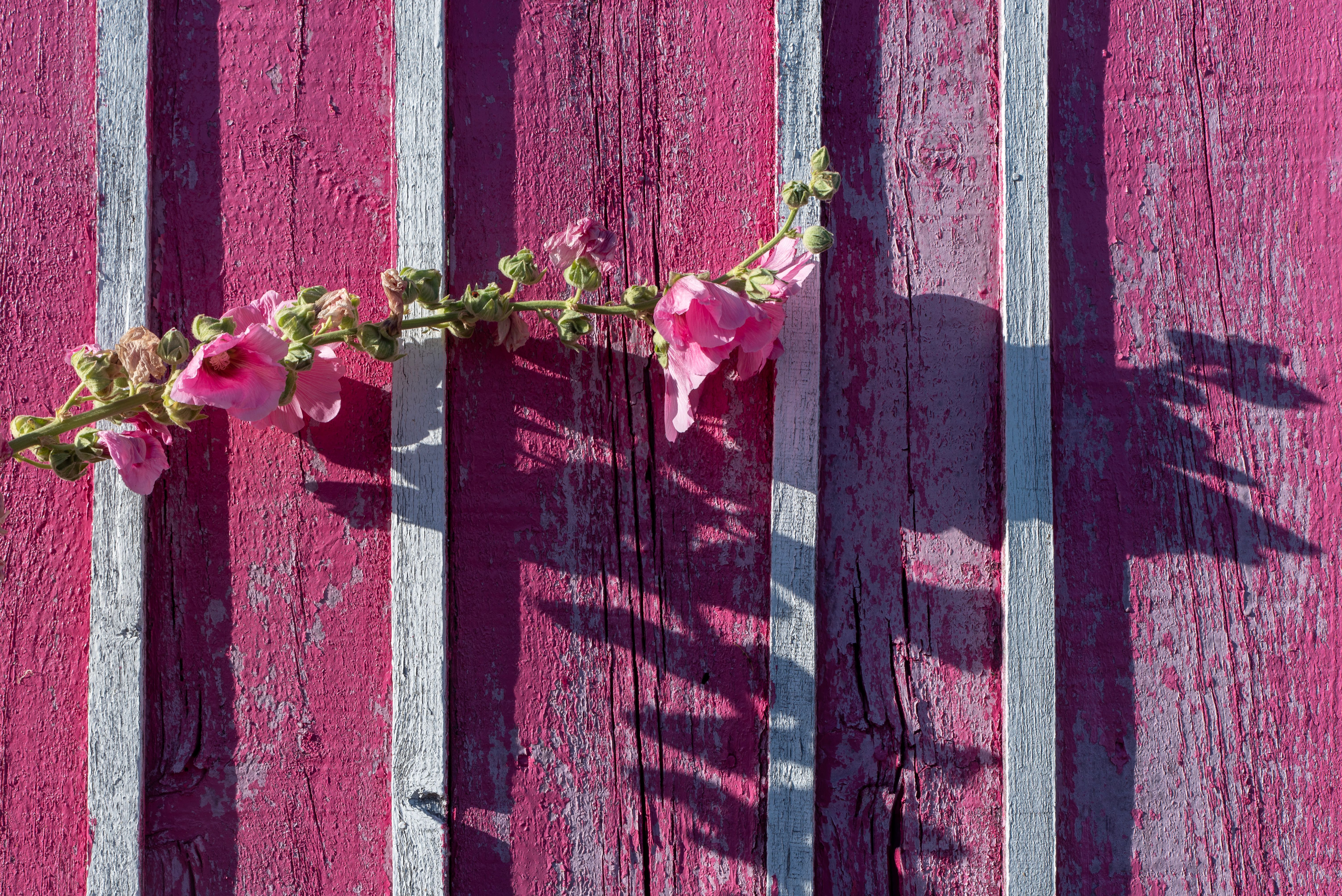 Fence and Decking Painting in Riddlesdown — woodwork brushed to a crisp, smooth line
