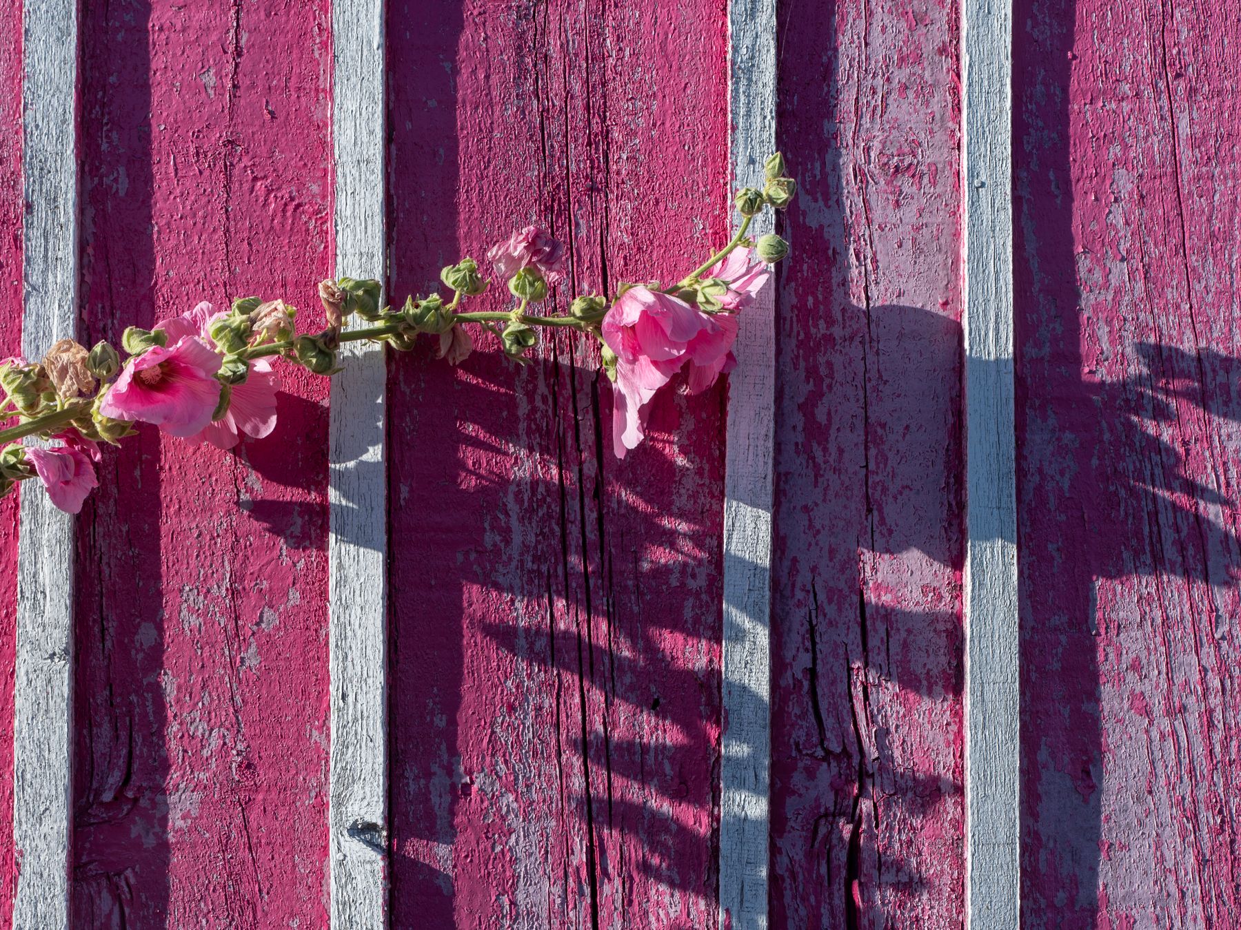 Fence and Decking Painting in White City — woodwork brushed to a crisp, smooth line