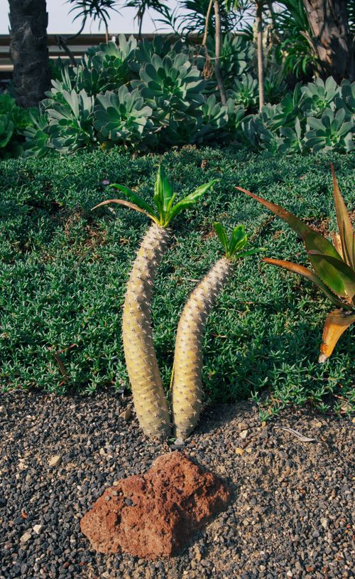 Free Vibrant succulent garden featuring a unique cactus variety amidst lush greenery and textured soil. Stock Photo