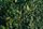 plant background