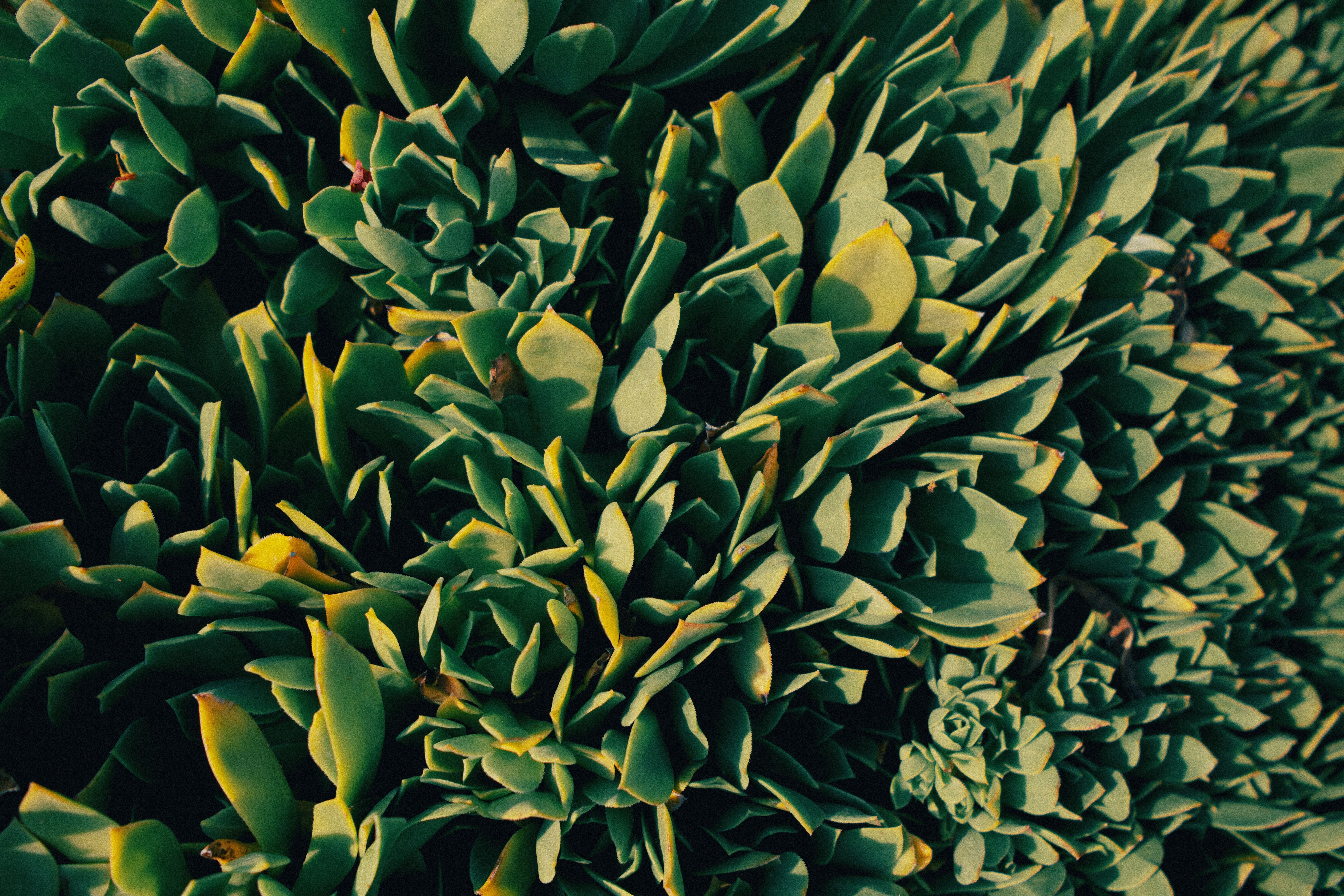 Plant Background Photos, Download The BEST Free Plant Background Stock  Photos & HD Images