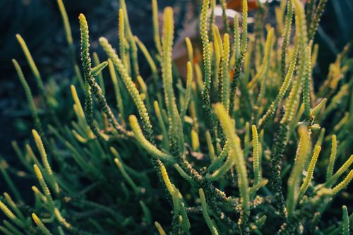 Free Detailed view of vibrant green succulent plants in outdoor garden setting. Stock Photo