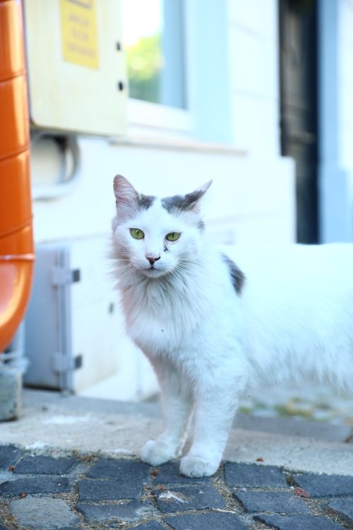 Free Charming street cat with white fur and green eyes standing outdoors. Stock Photo