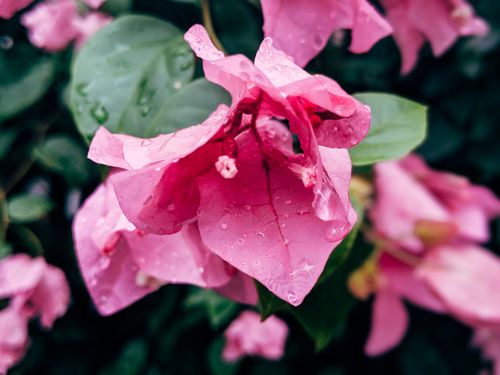 Free Macro shot of pink bougainvillea flowers with dew drops, displaying delicate petals and lush green leaves. Stock Photo