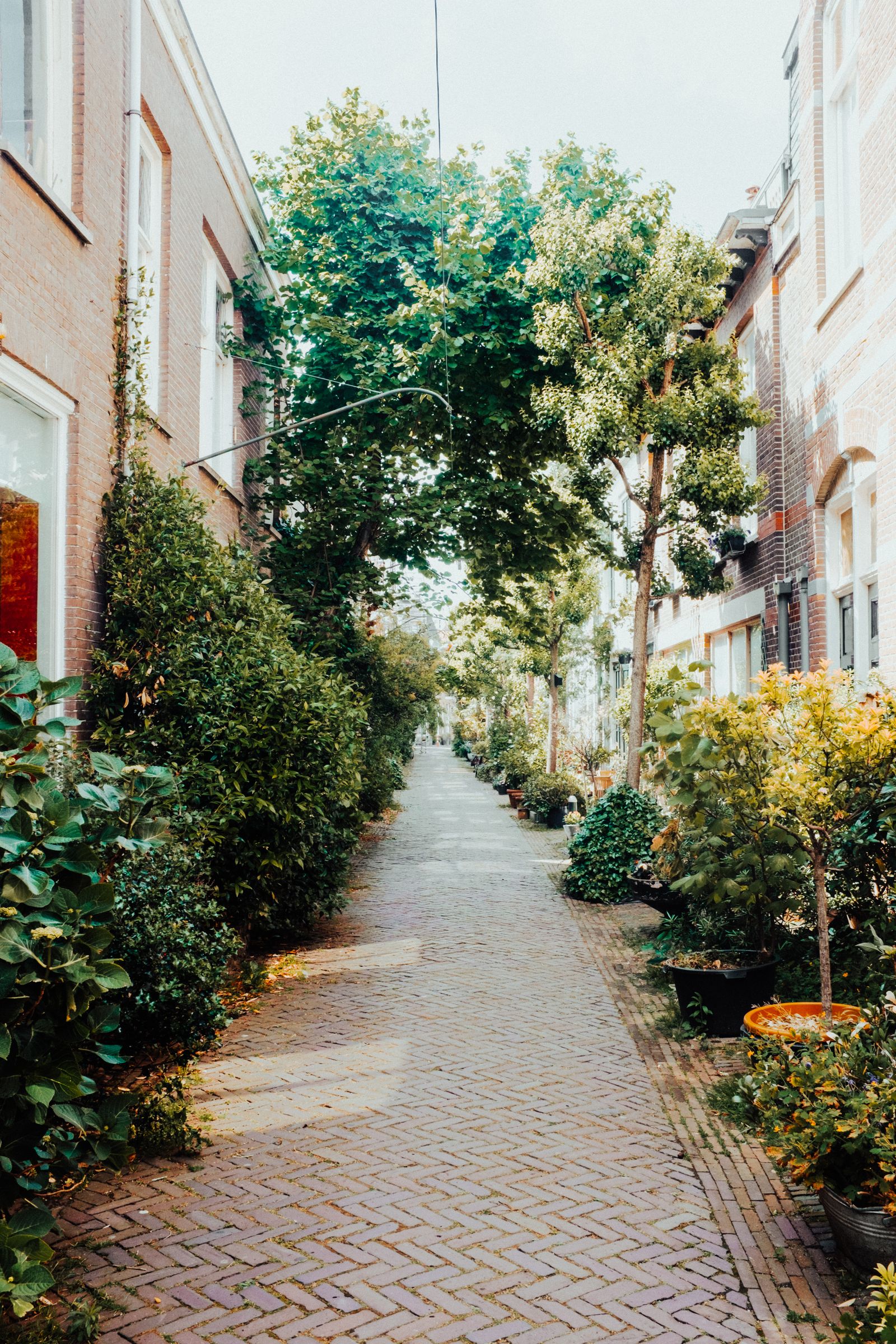 A narrow herringbone brick lane between houses, lined with young trees and potted shrubs