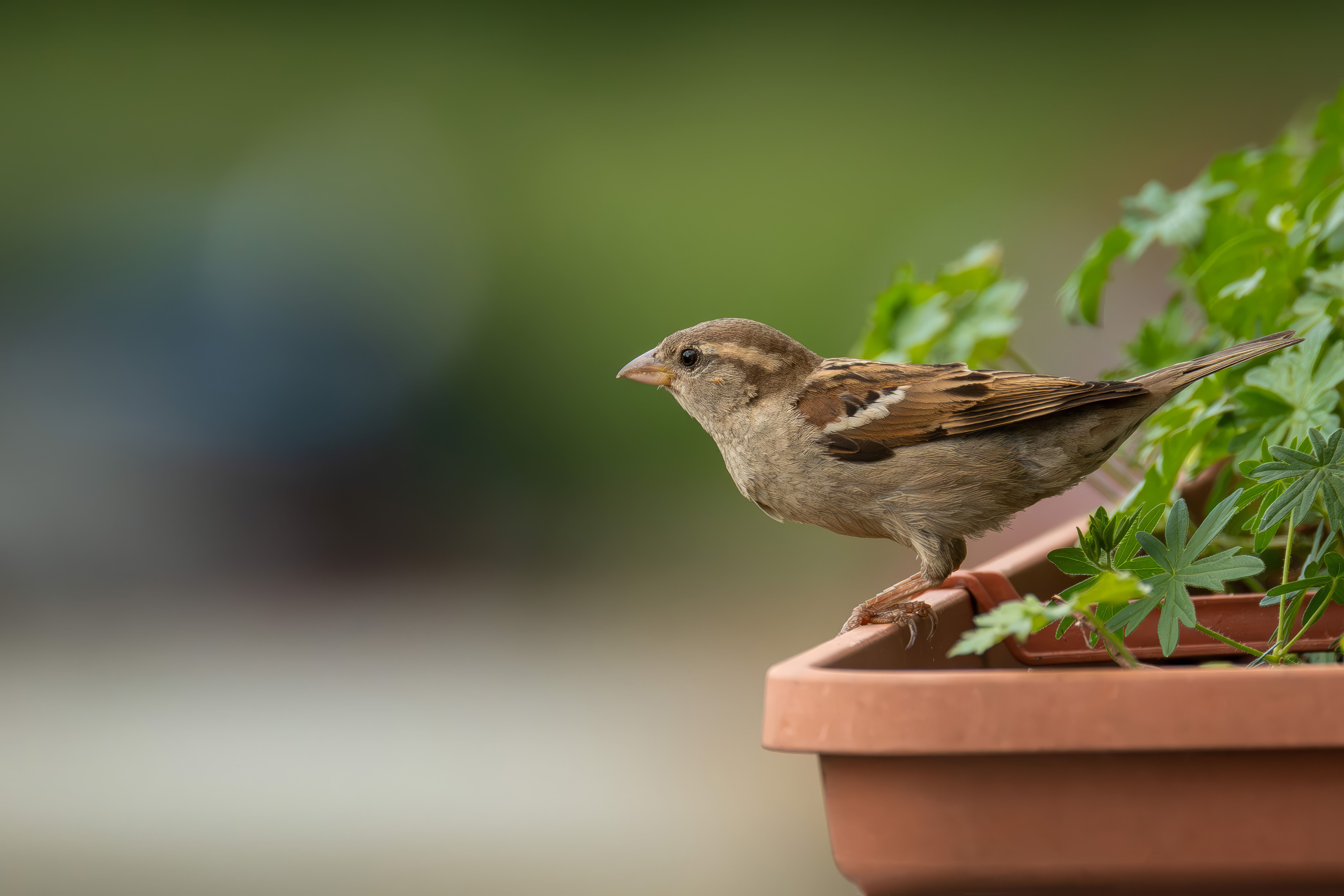 Selecting the Right Plants for Birds