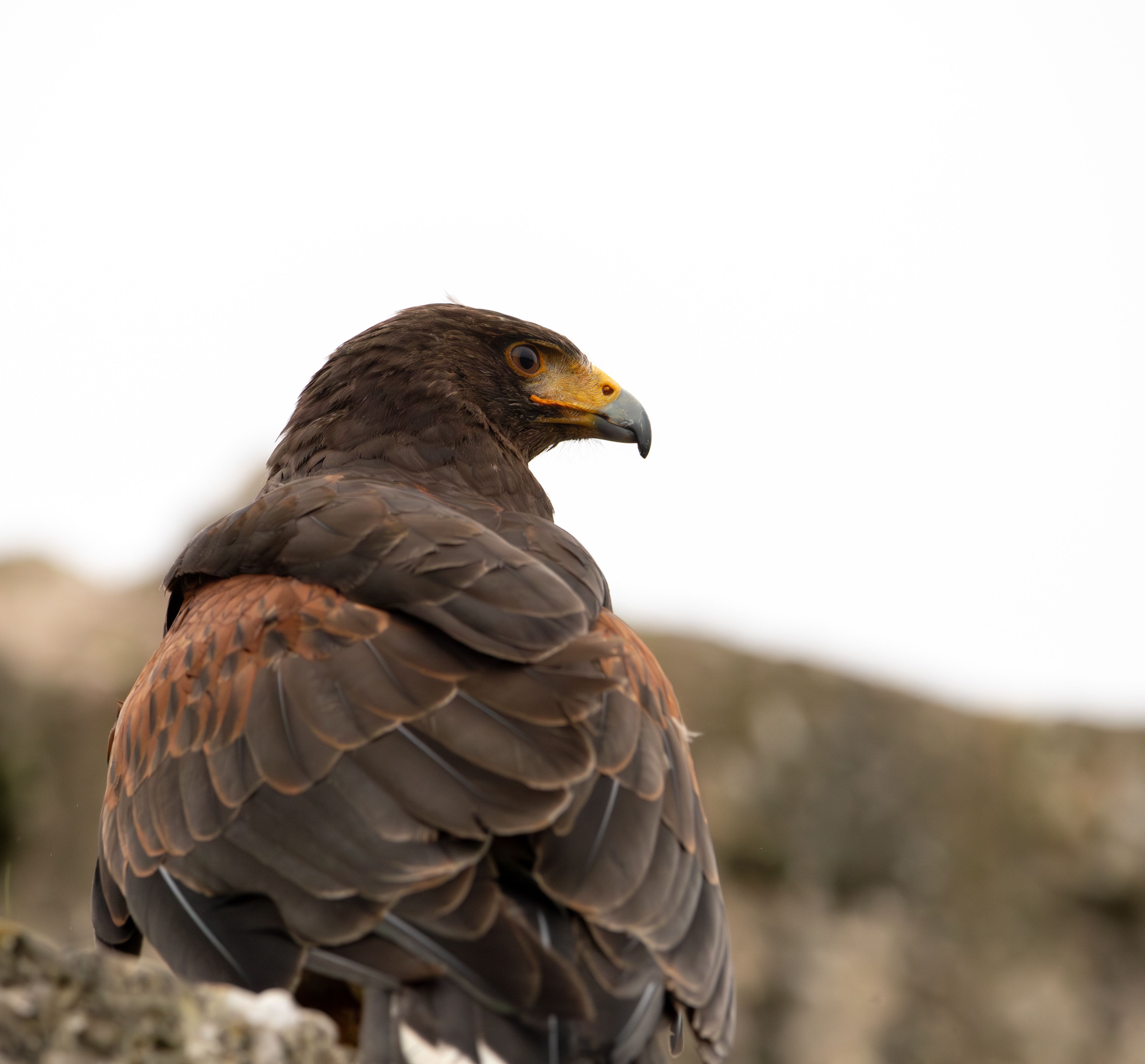 Close-up of a Harris's Hawk perched on a rock, showcasing its striking plumage.
