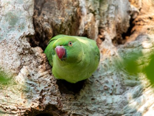 Free Close-up of a green rose-ringed parakeet in a tree hollow, showcasing vibrant colors in a natural setting. Stock Photo