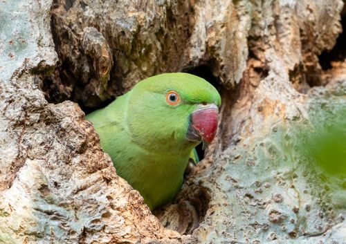 Free A vibrant green rose-ringed parakeet peeks from a tree hollow, showcasing its natural habitat. Stock Photo