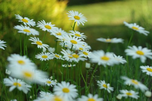 Free Vibrant white daisies in full bloom captured on a sunny day showcasing nature's beauty. Stock Photo