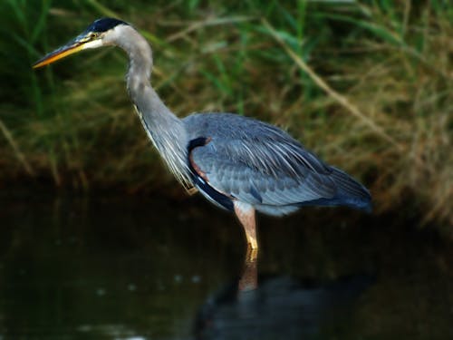 Fotos de stock gratuitas de cienaga, costa, gran garza azul