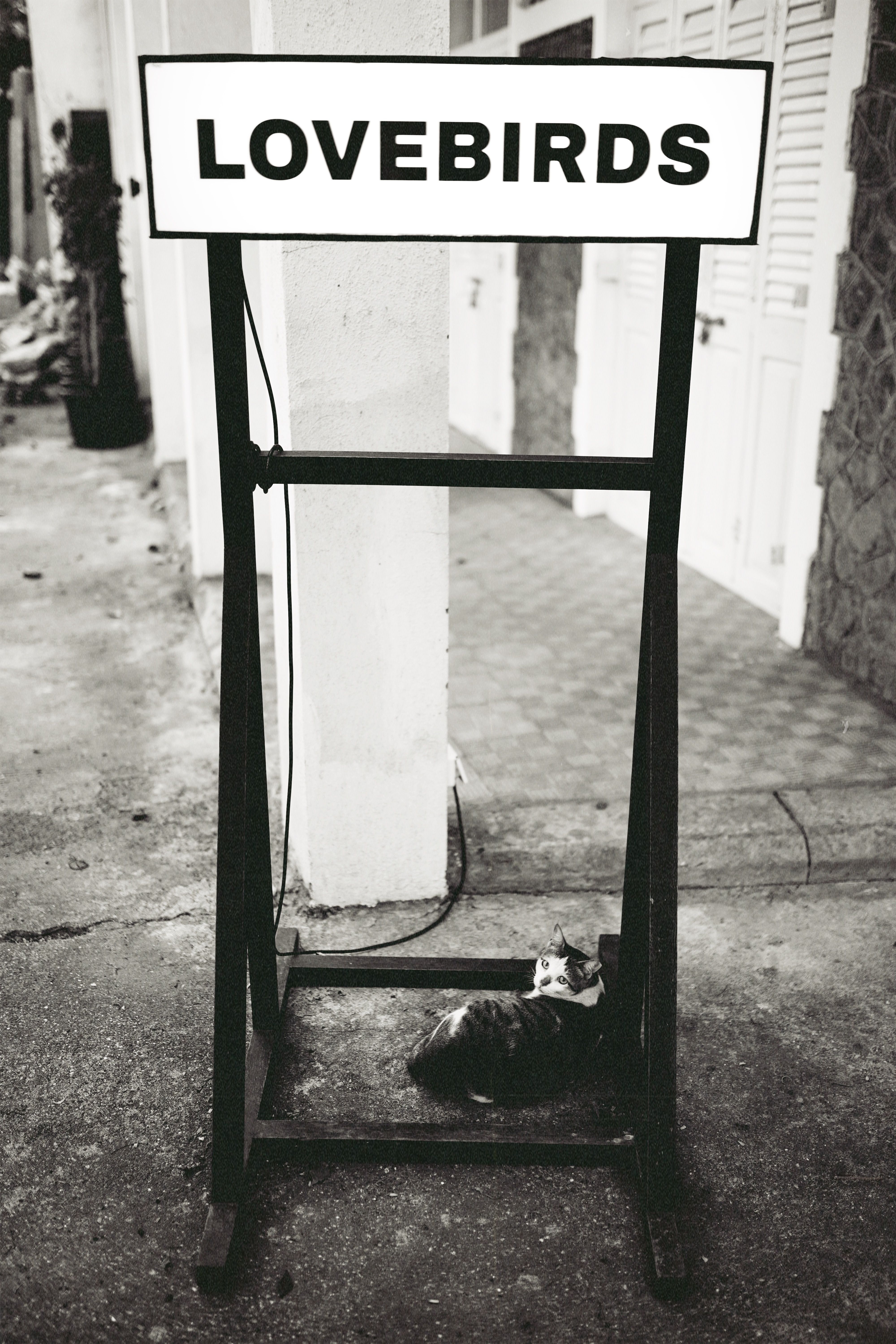 Artistic black and white photo of a cat under a 'Lovebirds' sign in an urban setting.