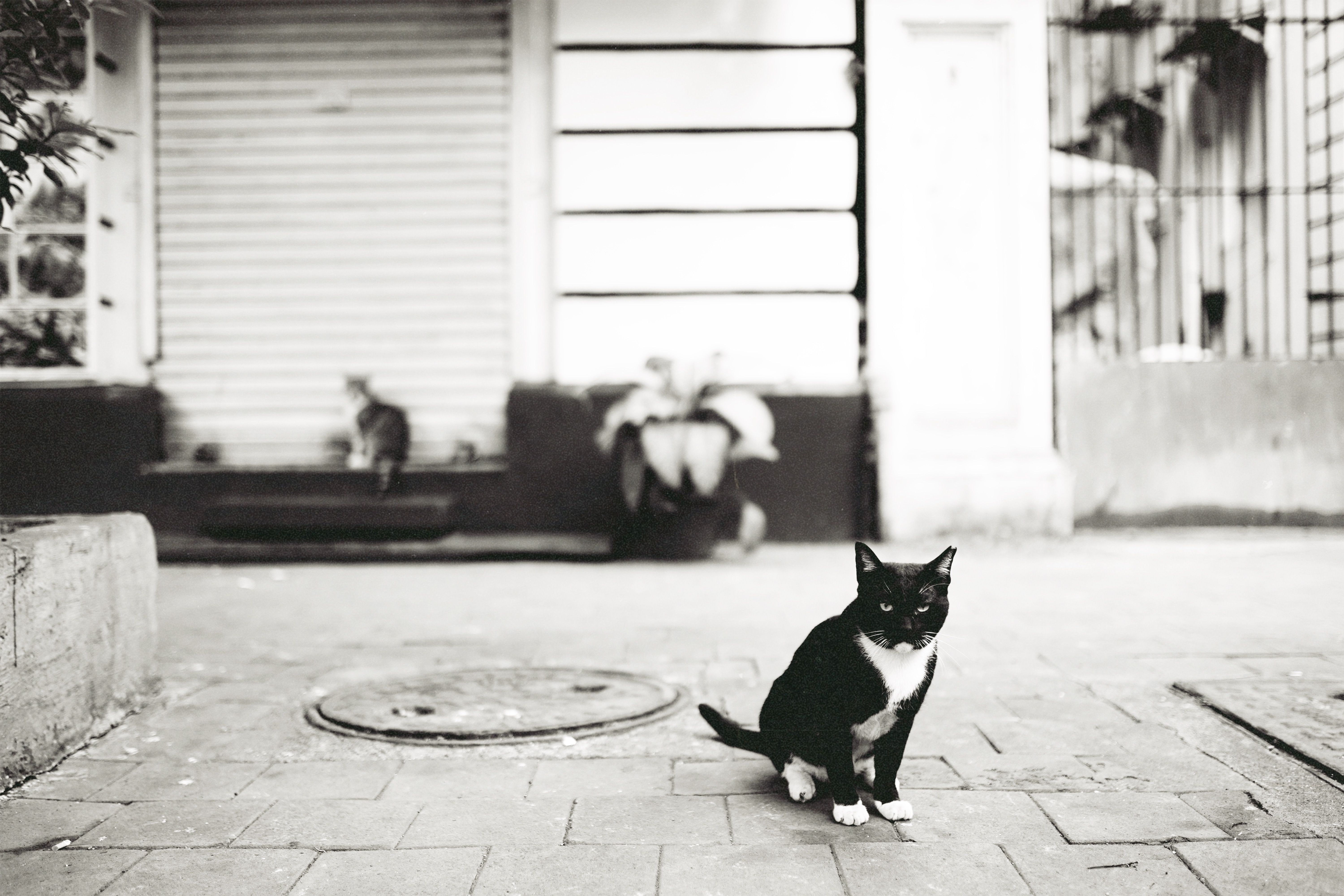 Portrait of a cat at a veterinary clinic