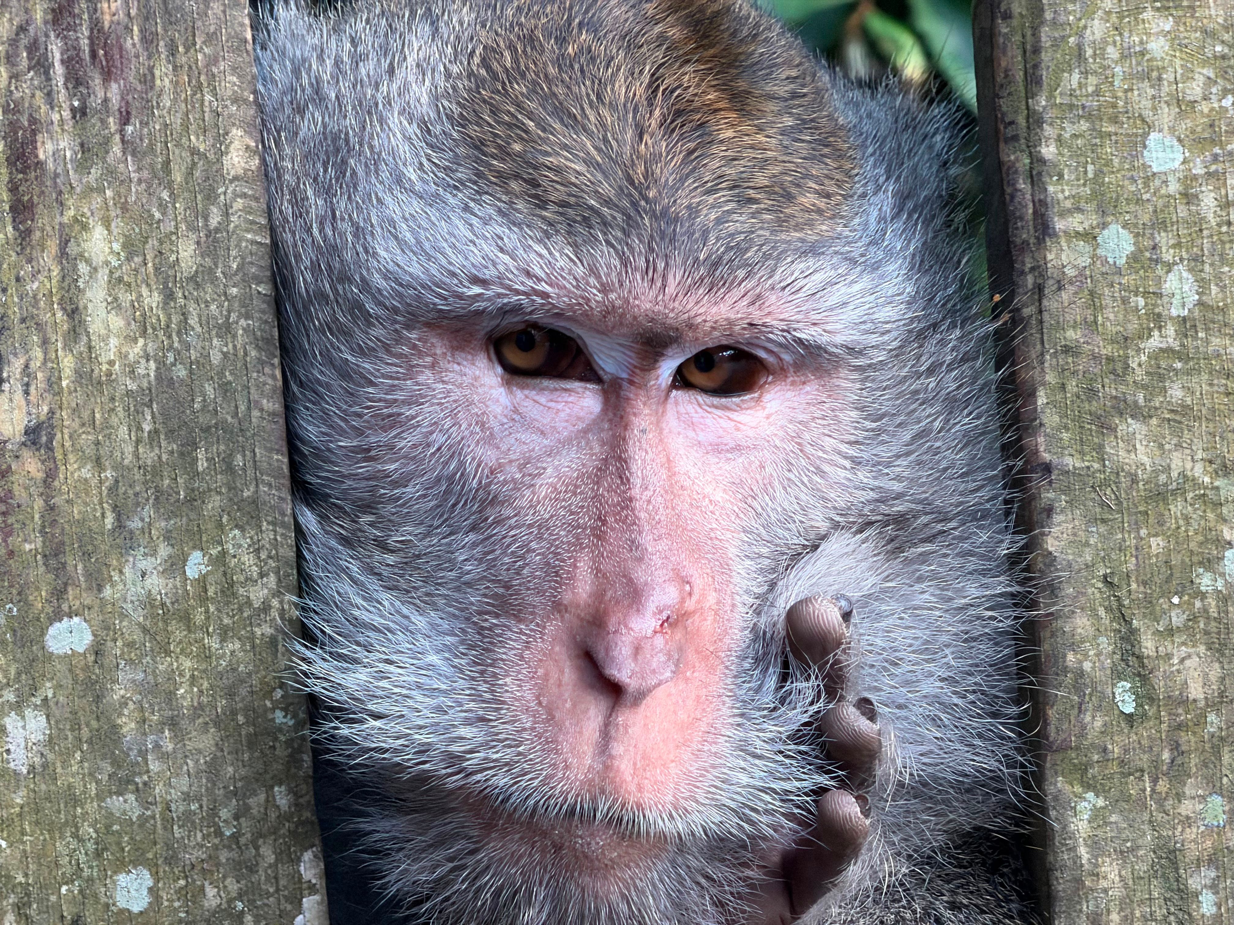 How to Care for a Pet Monkey? The Ethical & Legal Realities