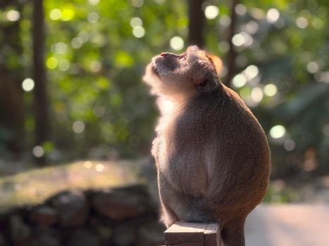 Captivating photo of a monkey basking in warm sunlight in a dense forest setting.