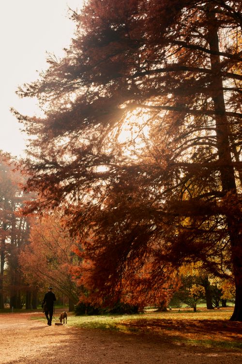 Free A peaceful walk in an autumn park in Uruguay, with vibrant fall foliage and natural beauty. Stock Photo
