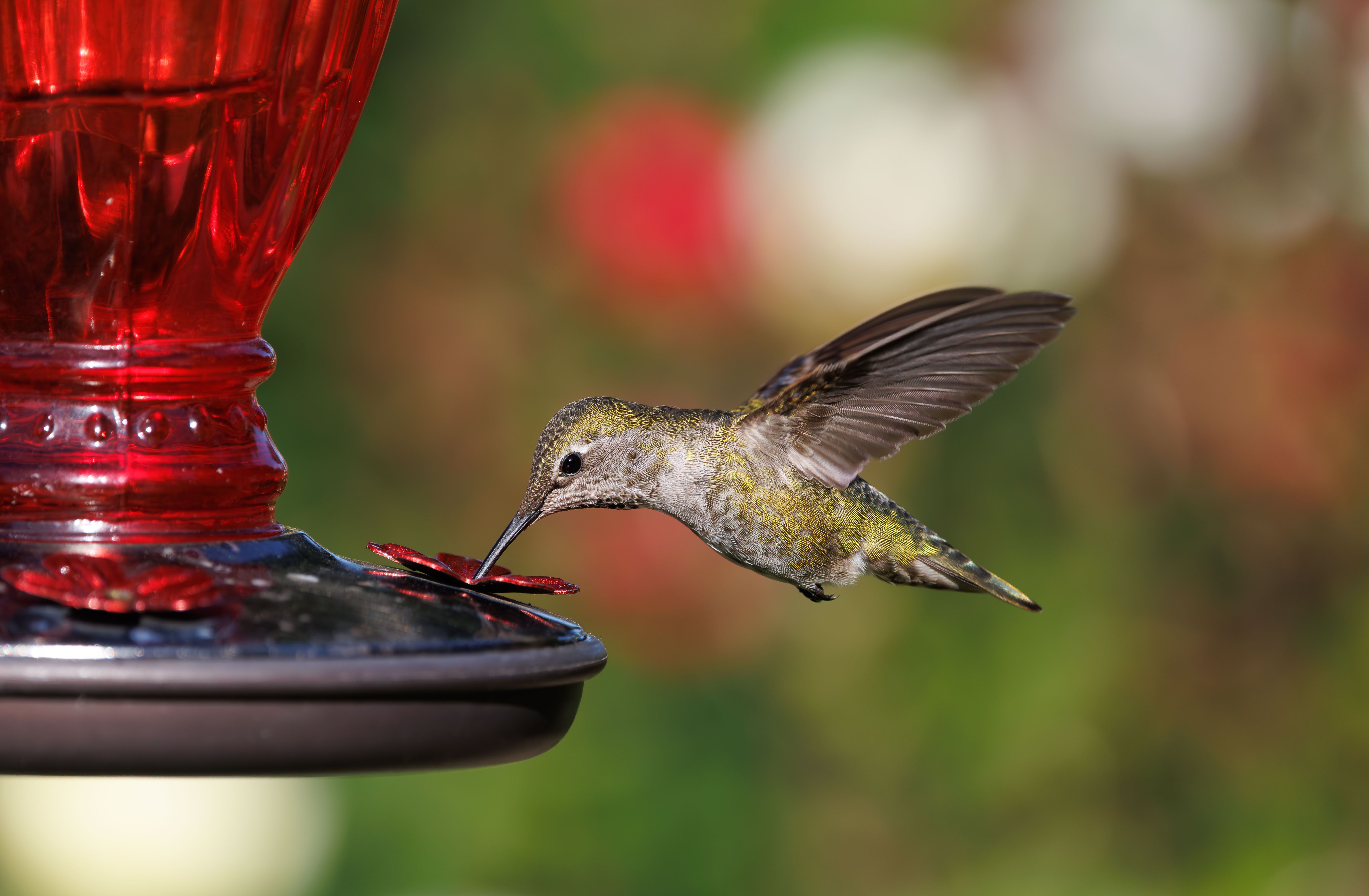 scared my hummingbirds away