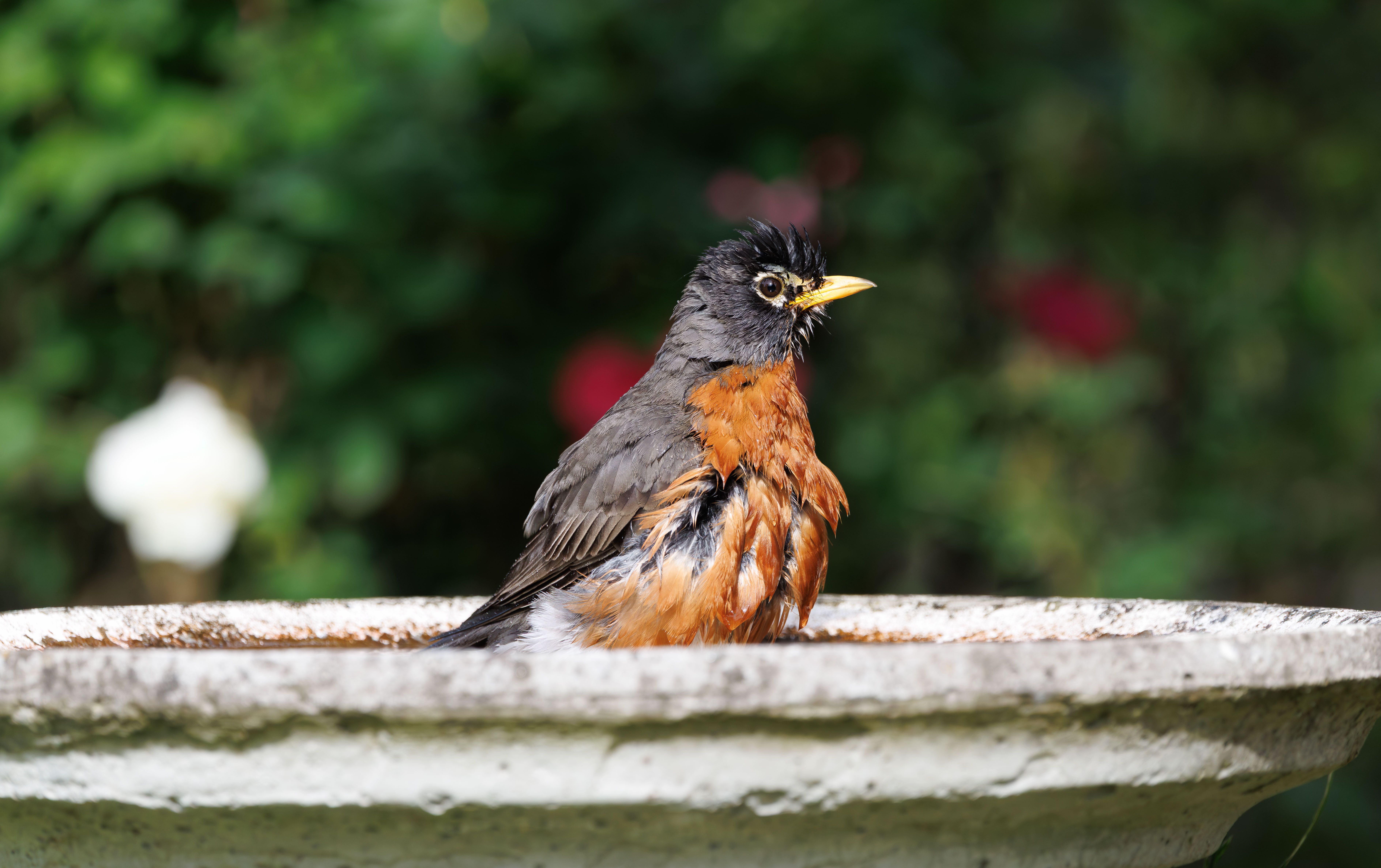 Effective Bird Bath Placement