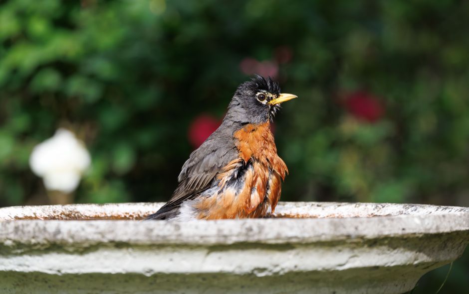 Effective Bird Bath Placement