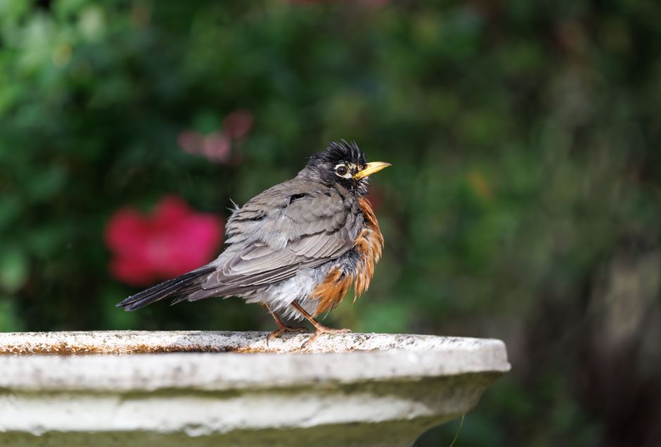 Optimizing Bird Bath Placement