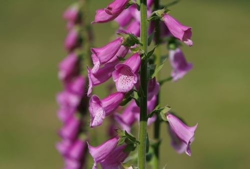 Free Close-up of vibrant purple foxglove flowers (Digitalis purpurea) blooming outdoors in spring. Stock Photo