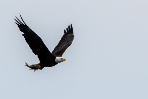 Free A majestic bald eagle flying through the sky with its prey, showcasing nature's raw beauty. Stock Photo