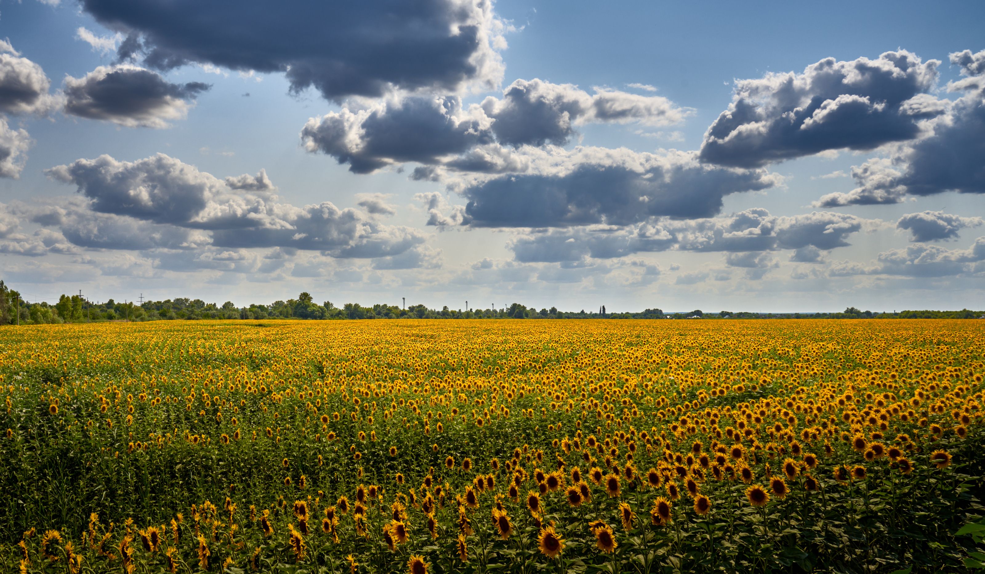 Vast Sunflower Field Under a Cloudy Sky · Free Stock Photo