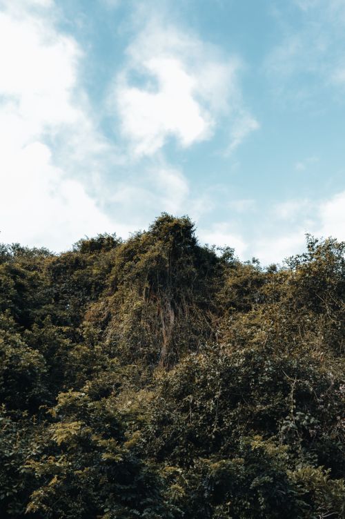 Free Captivating view of a dense forest canopy set against a vibrant blue sky. Perfect for nature themes. Stock Photo