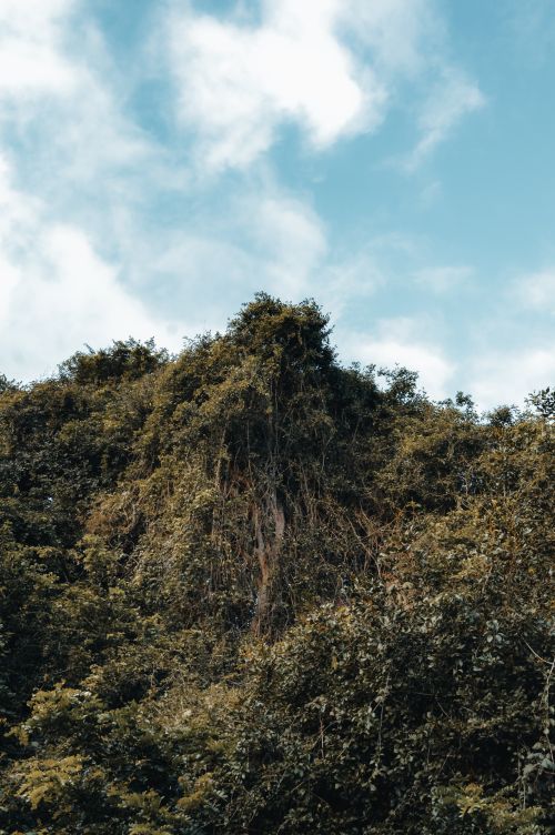Free Lush green foliage against a clear blue sky, showcasing the beauty of nature. Stock Photo