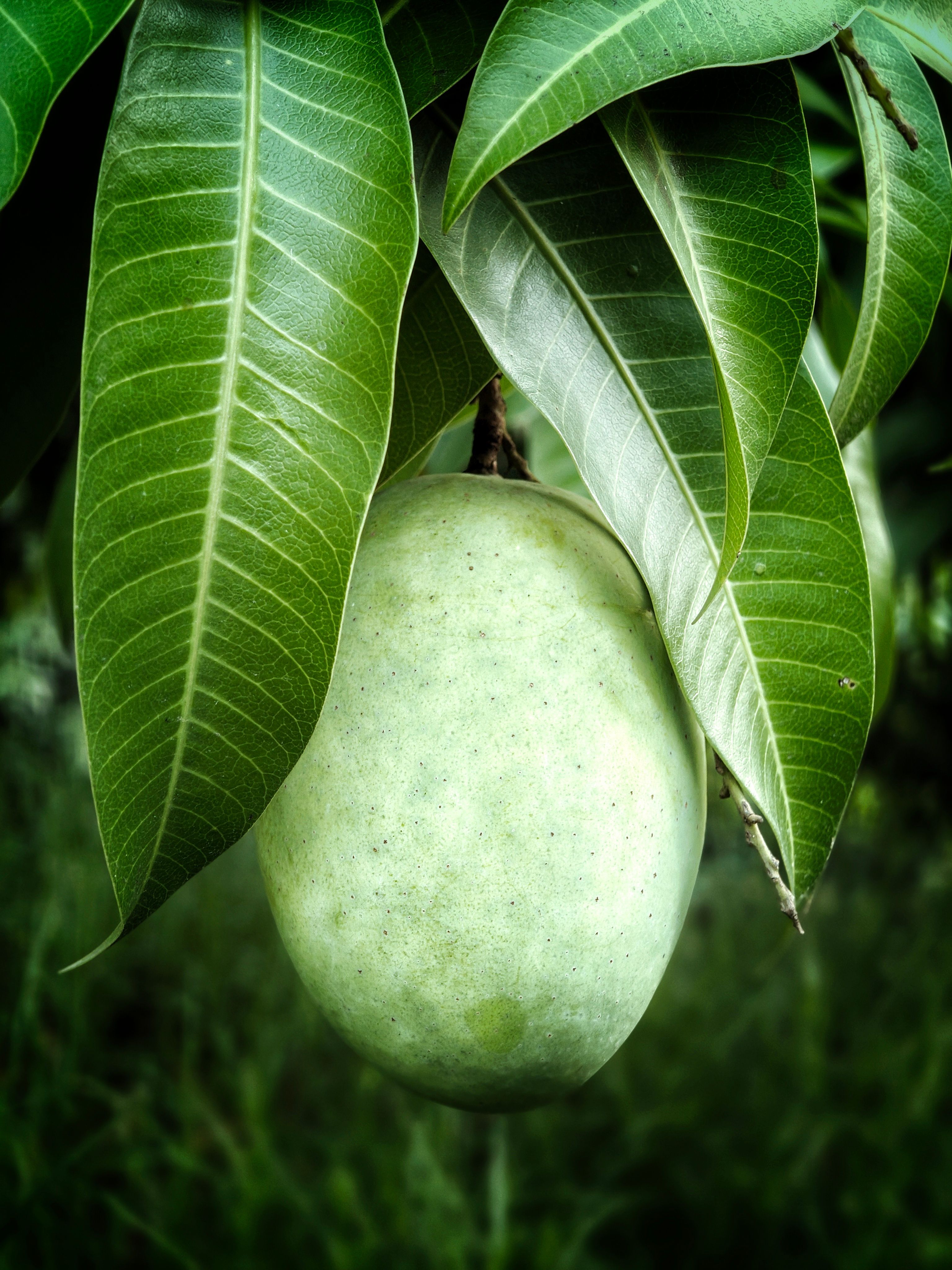 Foto De Primer Plano De La Persona Que Sostiene El Mango Inmaduro ...