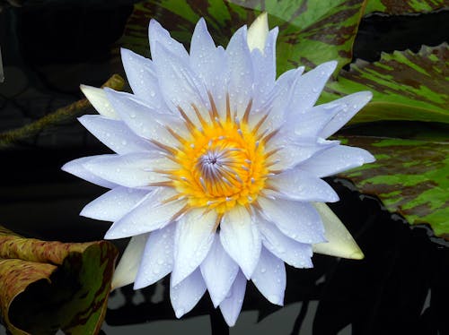 Крупным планом фото цветка голубой кувшинки в цвету
