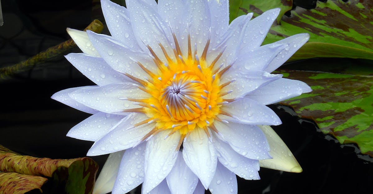 Close-up Photo of Blue Water Lily Flower in Bloom
