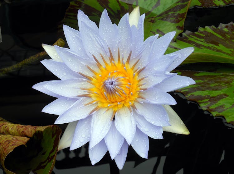 Close-up Photo Of Blue Water Lily Flower In Bloom