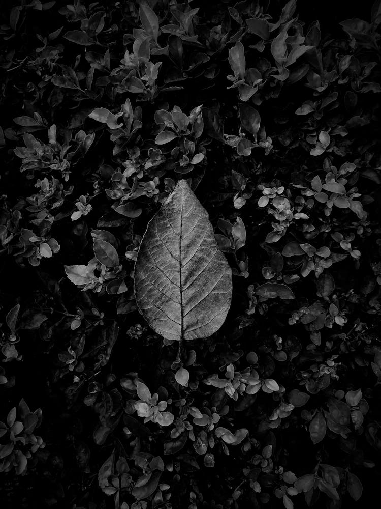 Fallen Leaf On Flower Bush