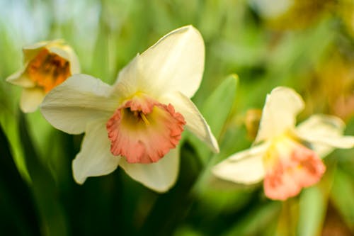 Foto d'estoc gratuïta de flor de jardí, flors, jardí