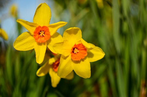 Foto d'estoc gratuïta de flor de jardí, flors, narcisos