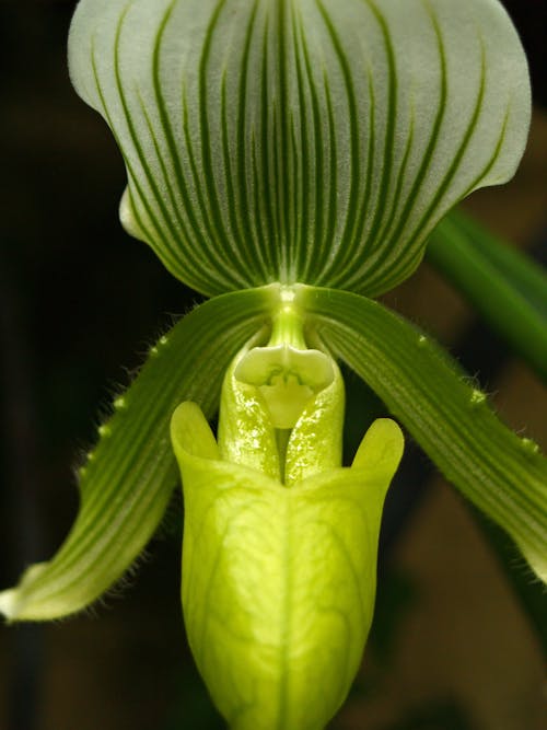 Fotos de stock gratuitas de flores, orquídea, planta