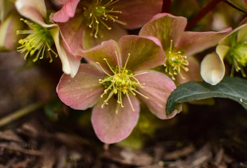 Foto d'estoc gratuïta de flor de jardí, flors, hellebore