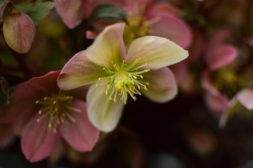 Foto d'estoc gratuïta de flor de jardí, flors, hellebore