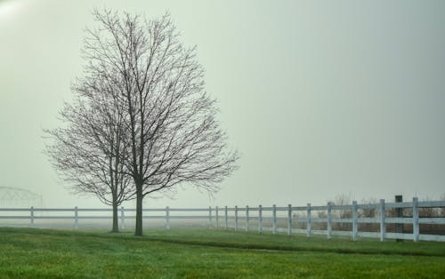 Foto d'estoc gratuïta de arbres, granja, paisatge