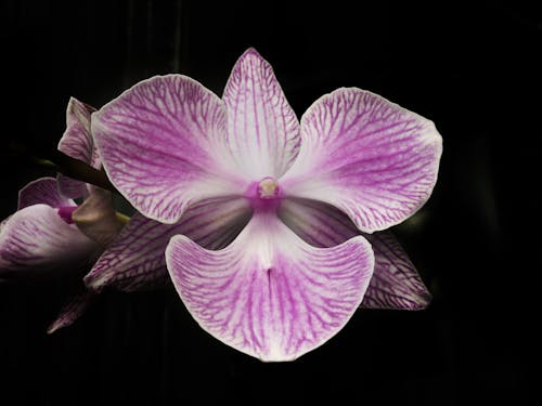 Fotos de stock gratuitas de flores, jardín, orquídea