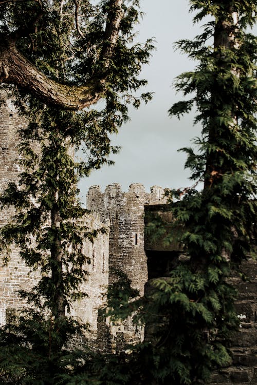 Exterior of aged stone castle located behind lush green trees under gray gloomy sky