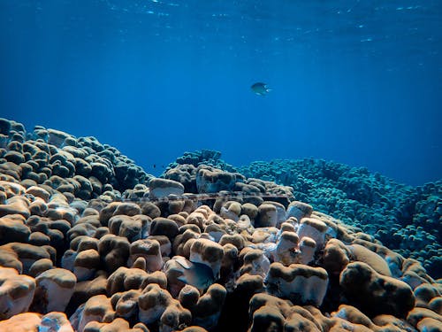 Free Sea fish swimming above large rocks and corals placed under blue sea water Stock Photo
