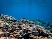 在蓝色海水中，海鱼游弋于大型岩石和珊瑚之上