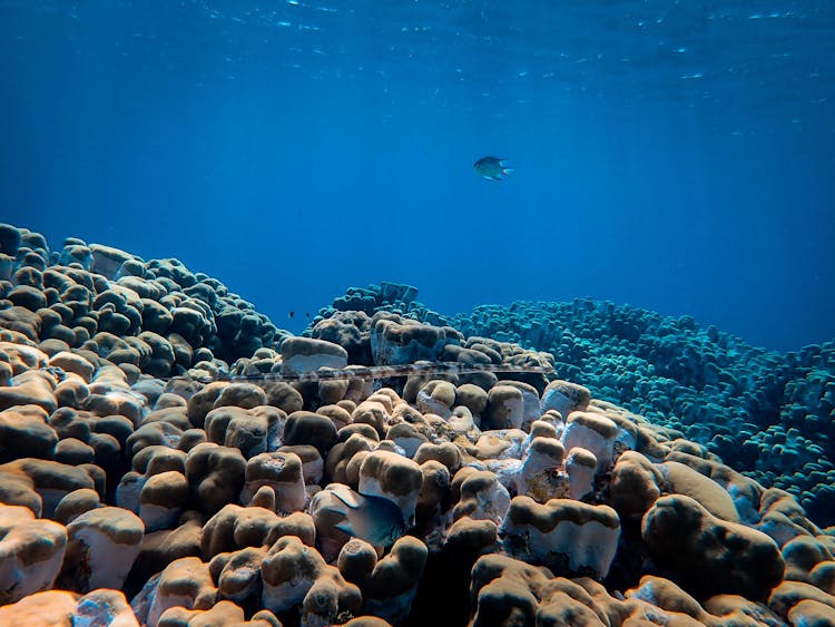 Sea Fish Swimming Under Blue Water