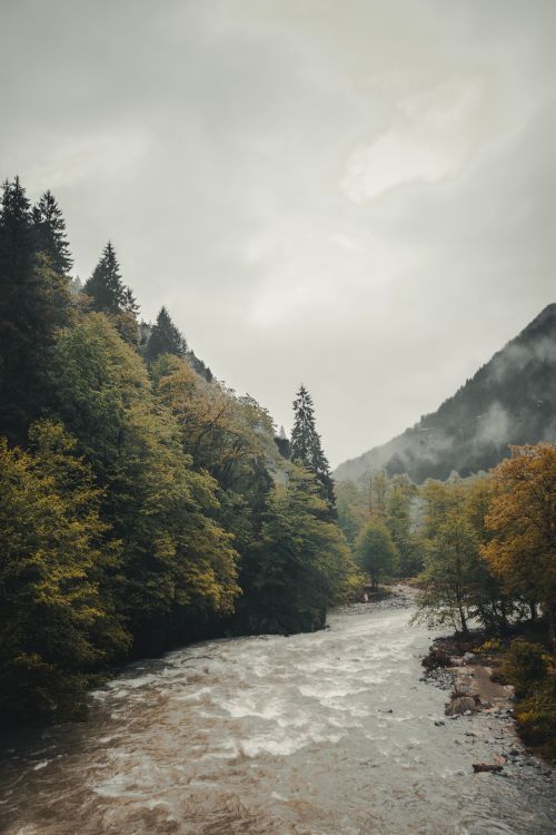 Free A beautiful view of an autumnal river flowing through a forest in Rize, Türkiye. Stock Photo