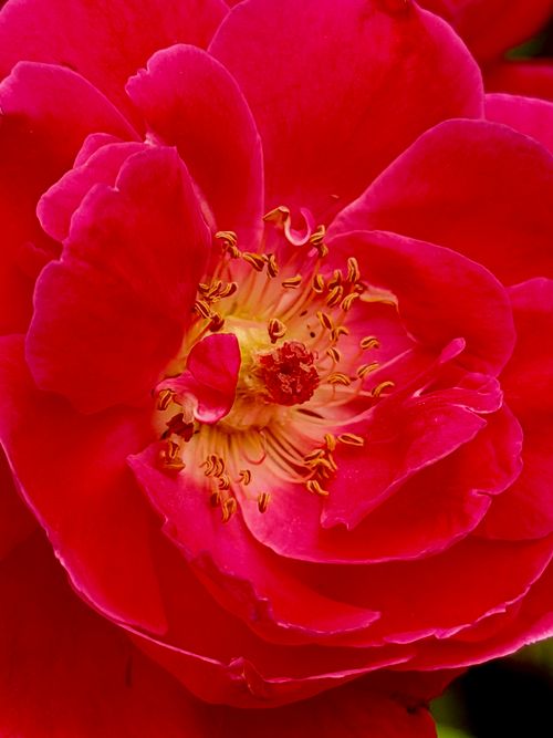 Free Close-up of a vibrant red rose in full bloom with detailed petals and stamens. Stock Photo