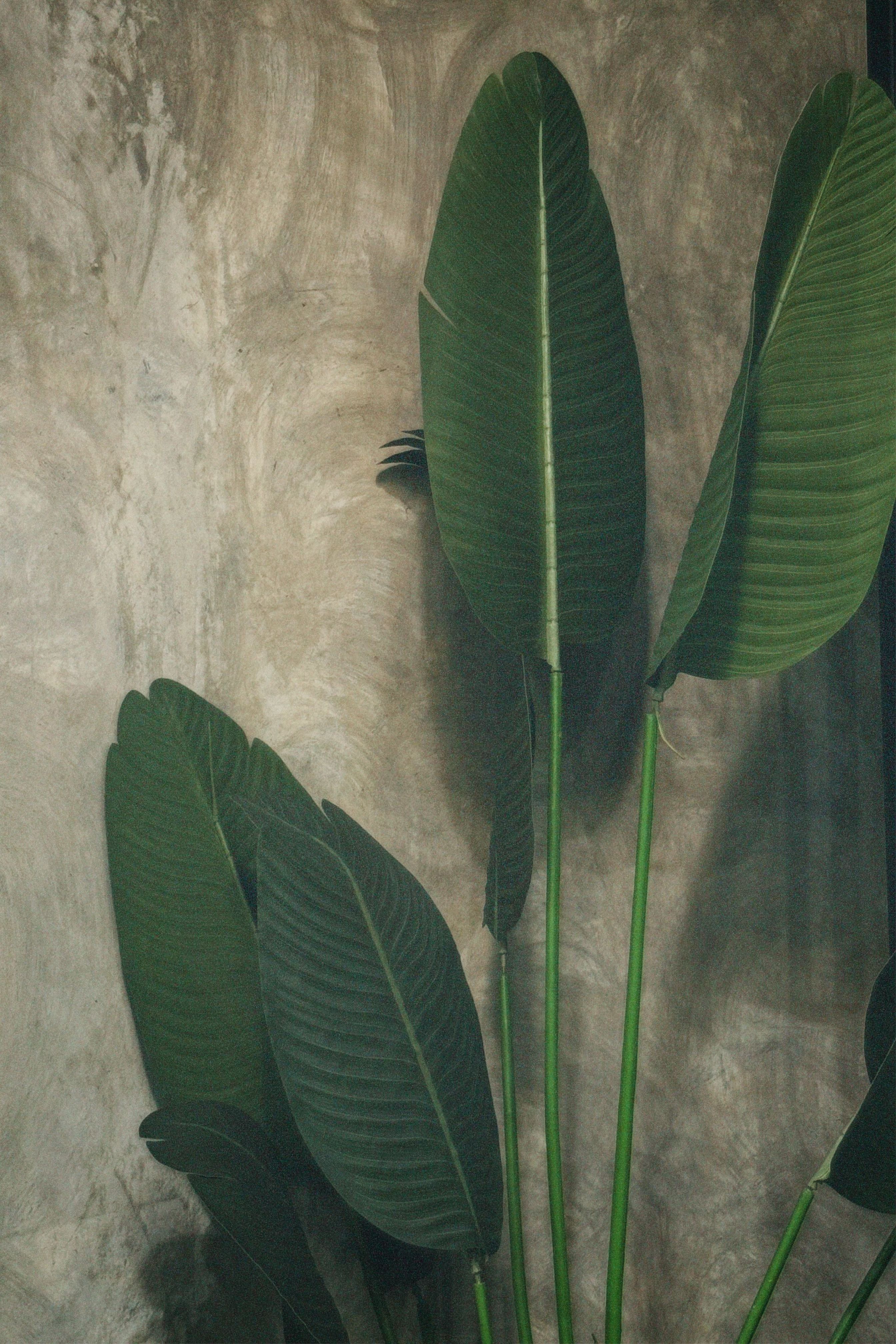 Aesthetic tropical palm leaves against a textured wall, perfect for home decor and botanical themes.