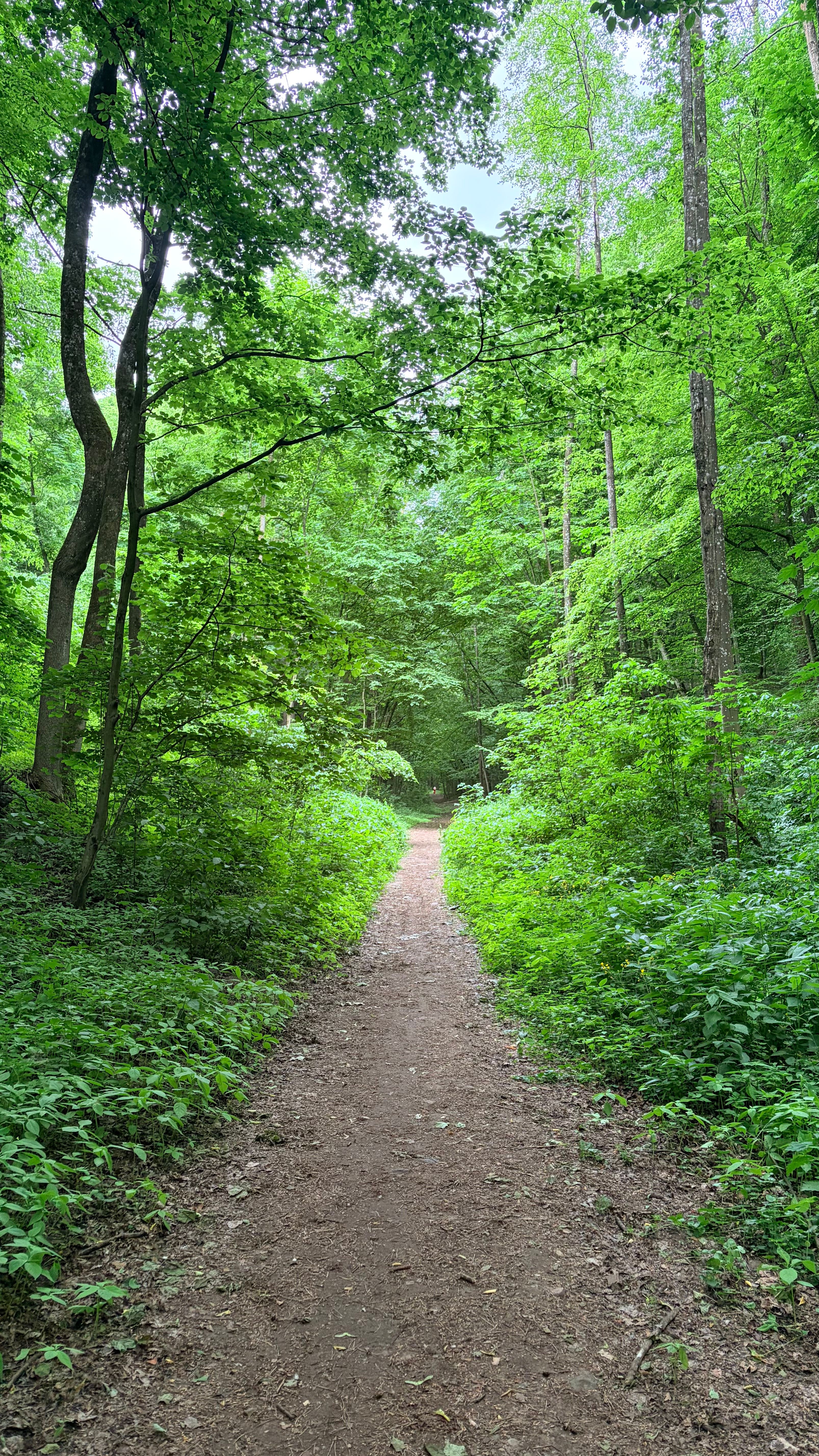 Explore a tranquil forest path surrounded by vibrant green foliage during a peaceful summer day in Hrodna.